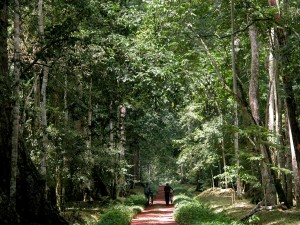 Budongo Forest SW Uganda - The  Royal Mile
