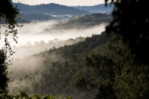 Foggy morning in Nyungwe National Forest, Rwanda