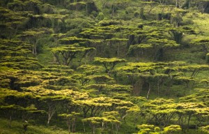 Serengeti Forest - Tanzania