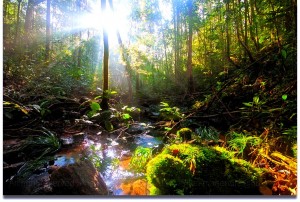 Sinharaja Forest, Sri Lanka_1