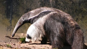 anteater