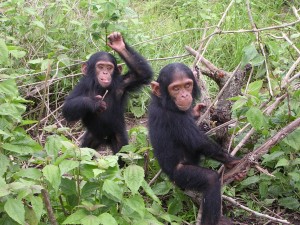 baby-chimpanzees