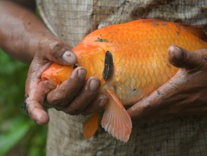 fish-orange