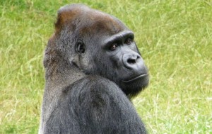 gorilla-1245365_1280