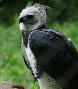 harpy-eagle