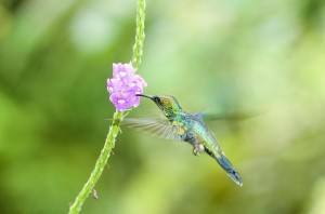 hummingbird