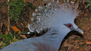pigeon