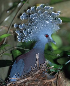 random-blue-bird